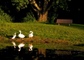 Swans at Bay City State Park